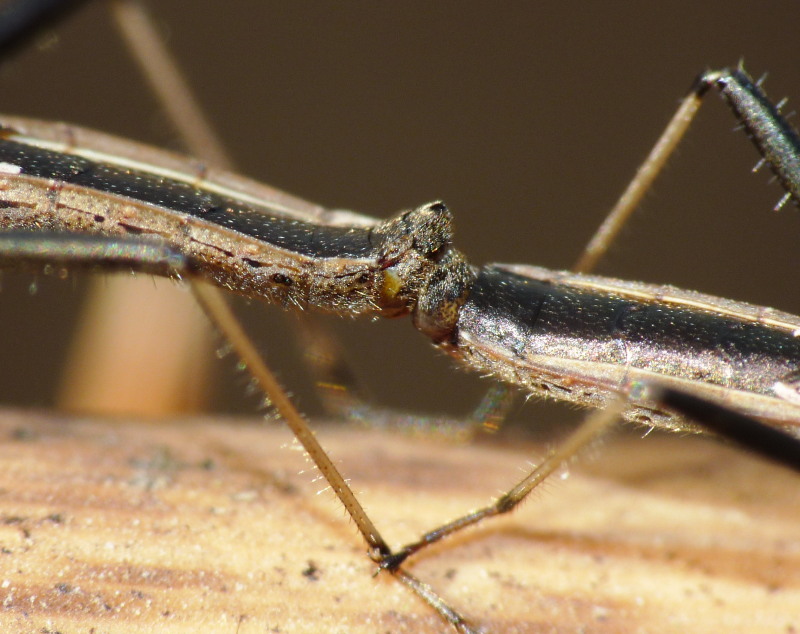 Alydidae: Micrelytra fossularum della Toscana (LI)